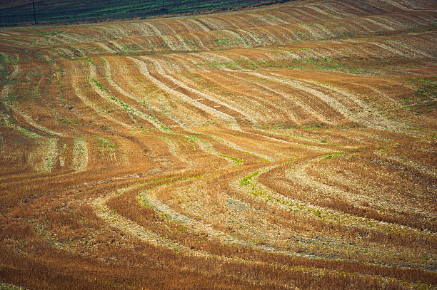 istock Furrow In The Crete Plowed Field,Val D'Orcia, Tuscany 184623636