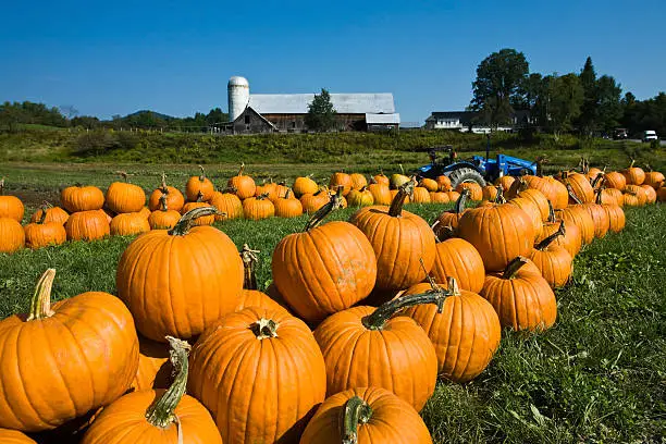 Photo of Vermont Pumpkins at the Farm