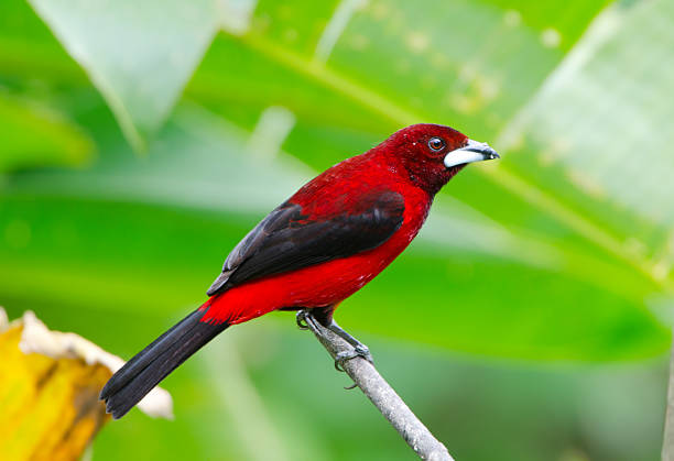 istock Male Crimson-backed Tanager, from Panama. 184623902