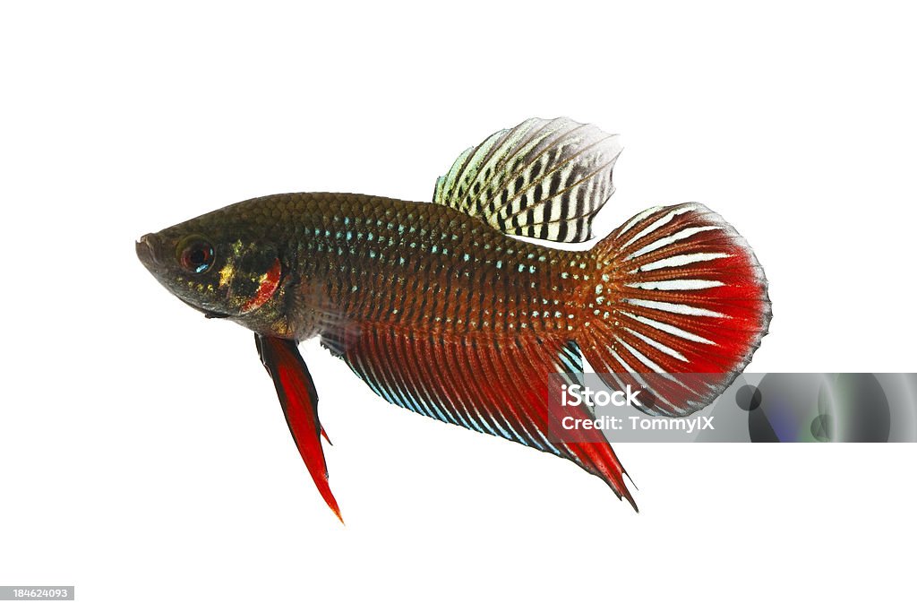 Beta Splendens (tipo selvagem - Royalty-free Aquário - Equipamento para Animal de Estimação Foto de stock