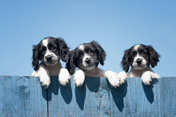 trouble comes in threes three inquisitive puppies hanging over a fence three animals photos stock pictures, royalty-free photos & images