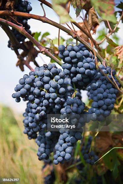 Vino Uva In Autunno - Fotografie stock e altre immagini di Adulto - Adulto, Agricoltura, Ambientazione esterna