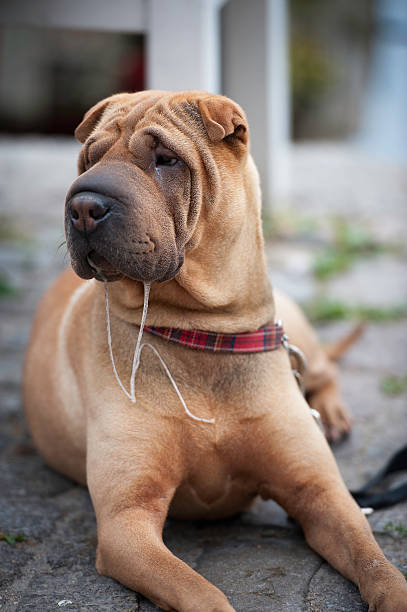 Shar-Pei with Drool Chinese Shar-Pei in Warnemunde, Germany with a great deal drool.    animal saliva stock pictures, royalty-free photos & images