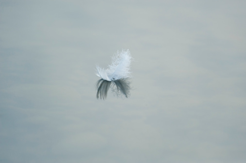 Feather on the surface of the water