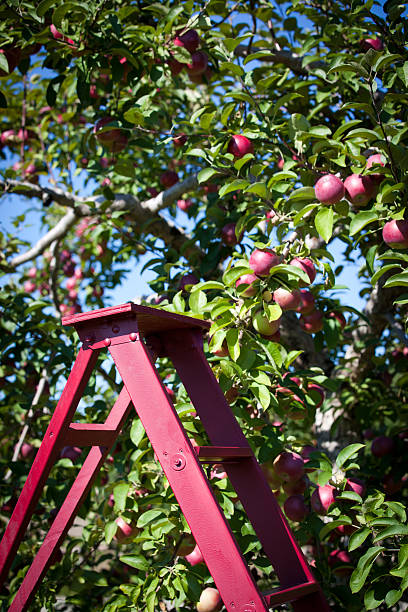 istock Red Apples in Orchard and Red Ladder 184624762