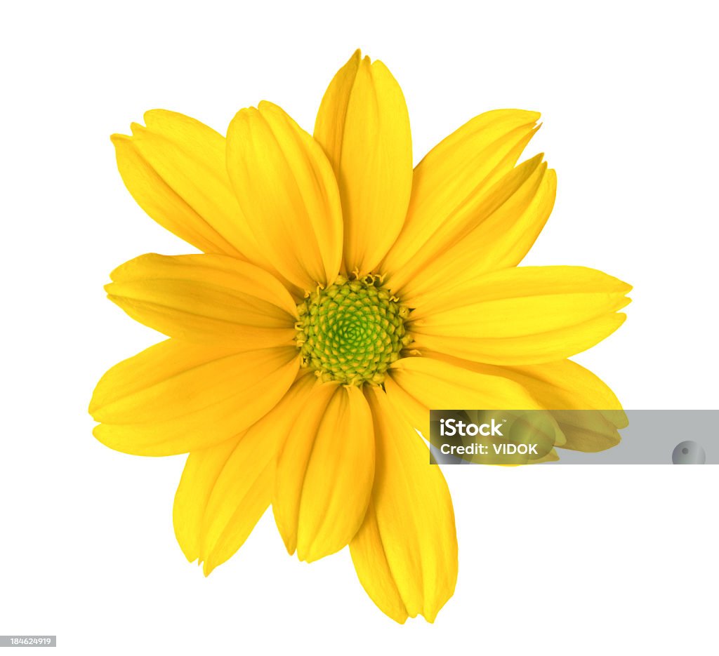 Chrysanthemum Yellow flower on white background Flower Stock Photo