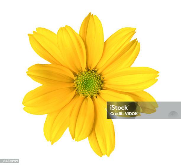 Chrysanthemum Stock Photo - Download Image Now - Flower, Cut Out, Yellow