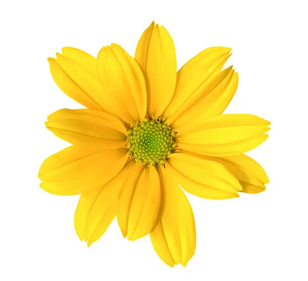 Yellow flower on white background