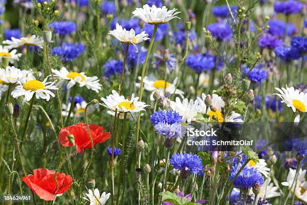 Sommerwiese Mit Blumen Und Poppys Blue Mais Stockfoto und mehr Bilder von Bildschärfe - Bildschärfe, Blau, Blume