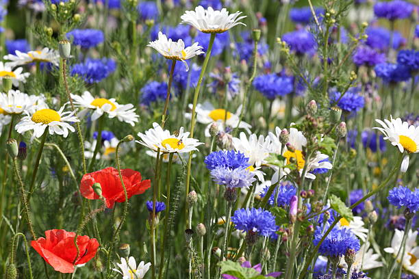 istock summer meadow with blue corn flowers and poppys 184624961