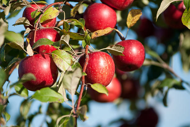 Apple Orchard Red Apples at anApple Orchard Honeycrisp Apple stock pictures, royalty-free photos & images