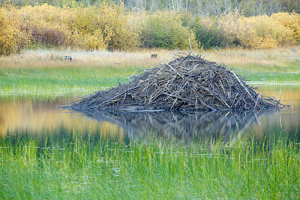 A beaver lodge in a tranquil lake during fall.