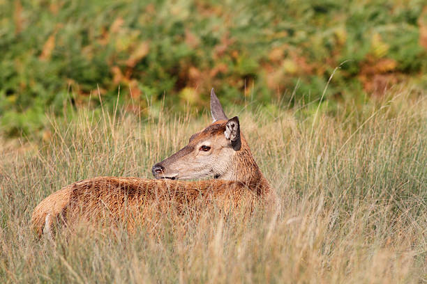 istock Red deer hind female pricks up ears in long grass 184625158