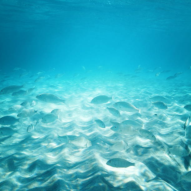 istock Fish in the sunny sea water 184625237