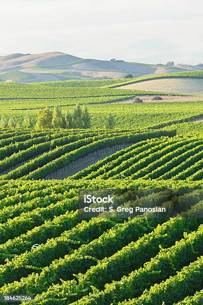 Weinberglandschaft Stockfoto und mehr Bilder von Napa Valley - Napa Valley, Weinberg, Kalifornien