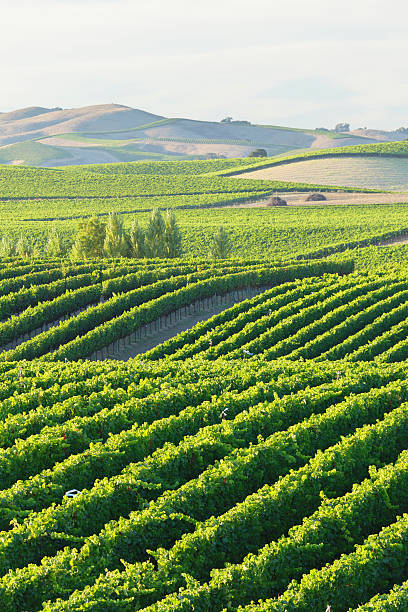 vigneto paesaggio - vineyard in a row crop california foto e immagini stock