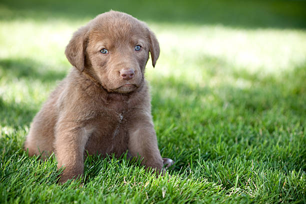istock Chesapeake Bay Retriever Puppy 184625510