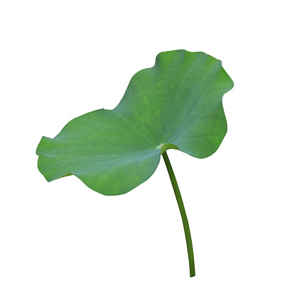 Lotus leaf or Lily pad. Close up lotus leaf on stalk isolated on white background.