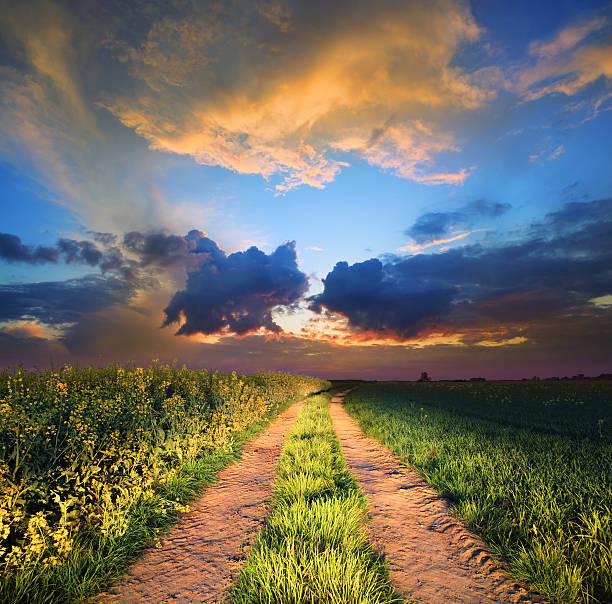 istock Country Road Illuminated by Car Lights After Sunset 184625589