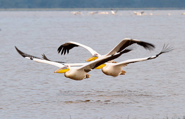 pelikane von lake nakuru, kenia. - lake nakuru stock-fotos und bilder