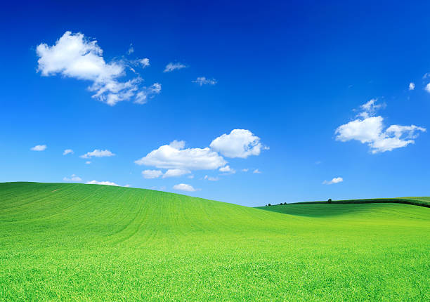 istock Rolling Green Field and Blue Sky - Spring Landscape 184625681