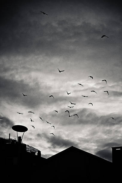 istock Flock of Birds Flying, Black and white 184625775