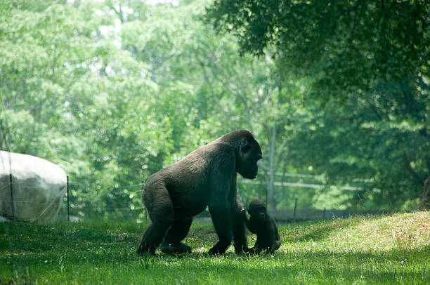 goryl rodzina - gorilla zoo animal silverback gorilla zdjęcia i obrazy z banku zdjęć