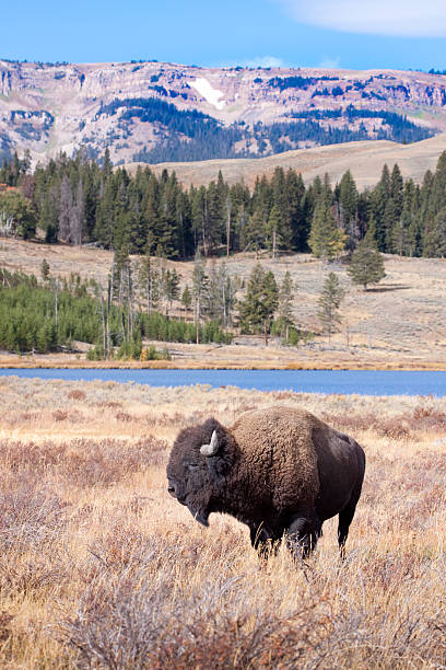 buffalo oder bison und wildnis im yellowstone - american bison stock-fotos und bilder