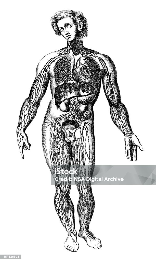 Scheda clinica del corpo umano (isolato su bianco - Illustrazione stock royalty-free di Illustrazione
