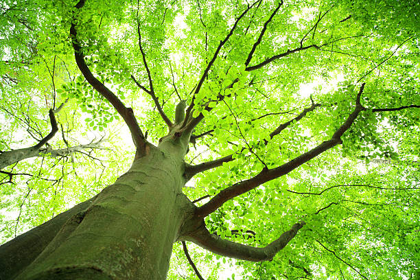 istock Shallow DOF - Green Tree Looking up 184626354