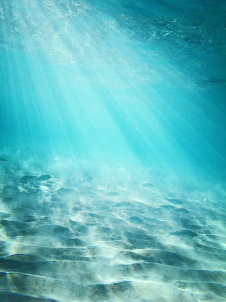 istock Fish in the sunny sea water 184626459