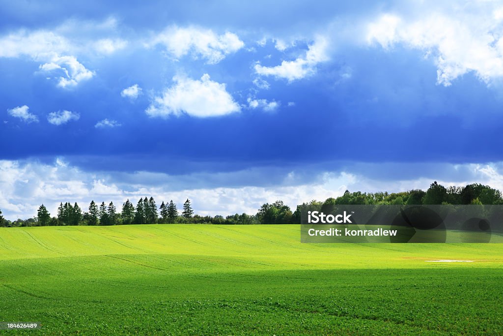 Les ombres Danse sur les collines ondoyantes vert champ paysage - Photo de Agriculture libre de droits