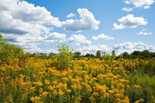 A field of blooming goldenrods under a fluffy cloudy sky in late summer in an urban park in Toronto's west end.