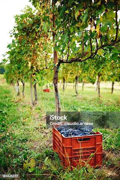 Vendemmia Immagine A Colori - Fotografie stock e altre immagini di Ambientazione esterna - Ambientazione esterna, Attività agricola, Azienda vinicola