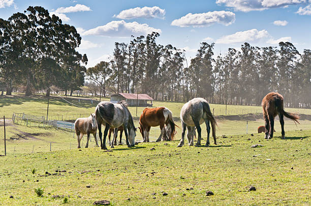 Os cavalos - fotografia de stock
