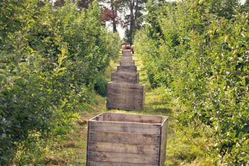 Large wooden crates in an apple orchard waiting to be filled