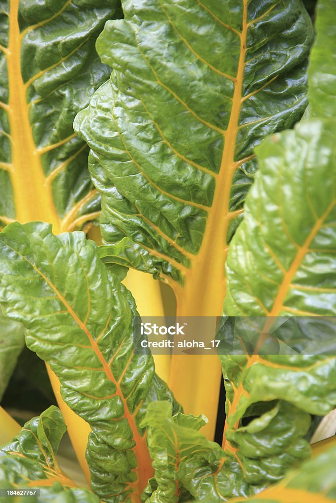 Foglie di una pianta di bietola (Beta volgare subsp. cicla - Foto stock royalty-free di Alimentazione sana