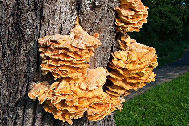 Laetiporus sulphureus: Chicken of the Woods stock photo