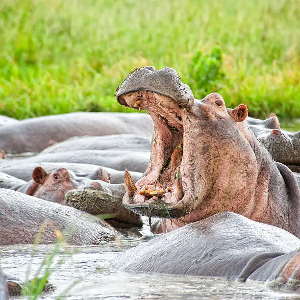 Photo of Closeup of a Hippopotamus, wildlife shot, Katavi/Tanzania