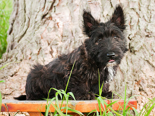 istock Black scottish terrier puppy sitting on bench 184627969