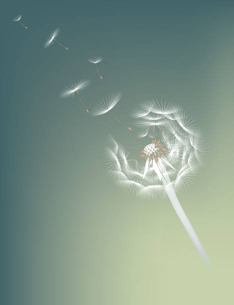 ilustrações, clipart, desenhos animados e ícones de dente-de-leão - dandelion single flower flower white