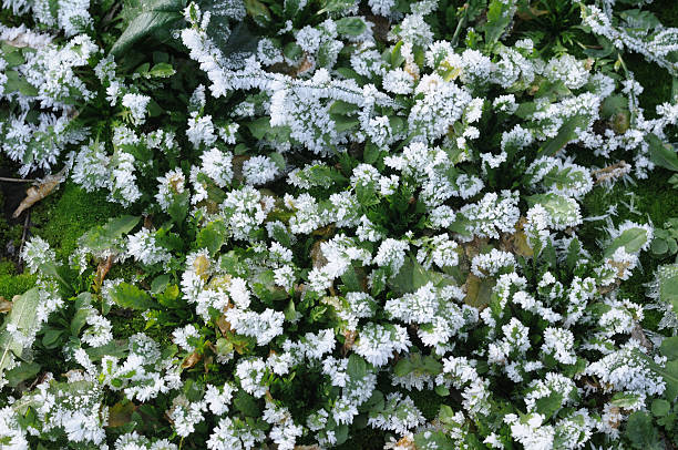 Gras bedeckt mit frost – Foto