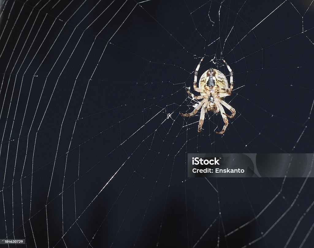 Spider web - Royalty-free Animais caçando Foto de stock