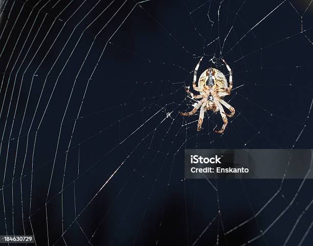 Spider Web - Fotografias de stock e mais imagens de Animais caçando - Animais caçando, Animal, Aracnídeo