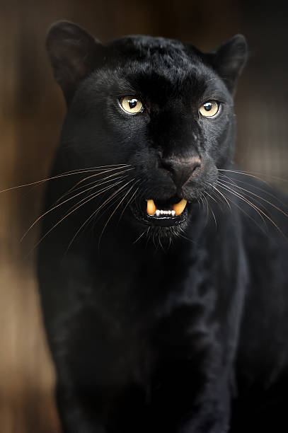istock Portrait of Leopard 184630858