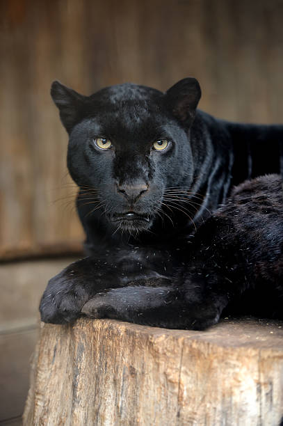 istock Portrait of Leopard 184630881
