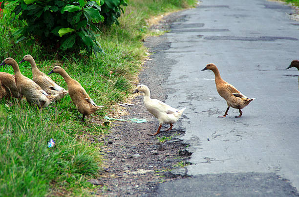 istock Ducks when crossing the street 184630913