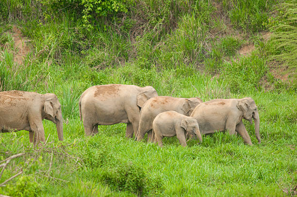istock Family of elephants 184631215