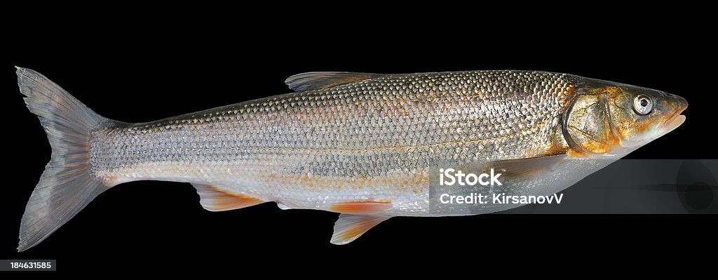 魚（Leuciscus brandti ) - ひれのロイヤリティフリーストックフォト