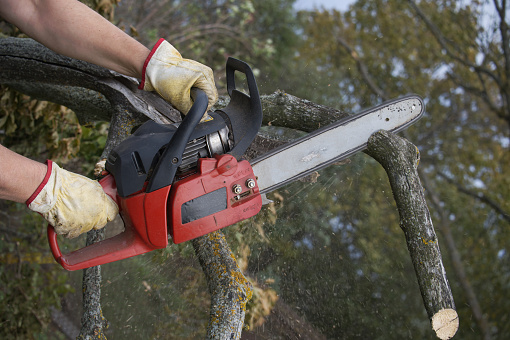 In an outdoor environment the person uses a chainsaw to cut through logs